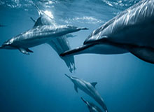 华体会-经典放大缩小！詹姆斯晒其观看橄榄球比赛，电视前放置四座总冠军奖杯